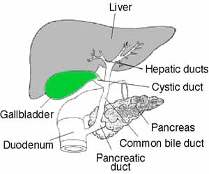 anatomy